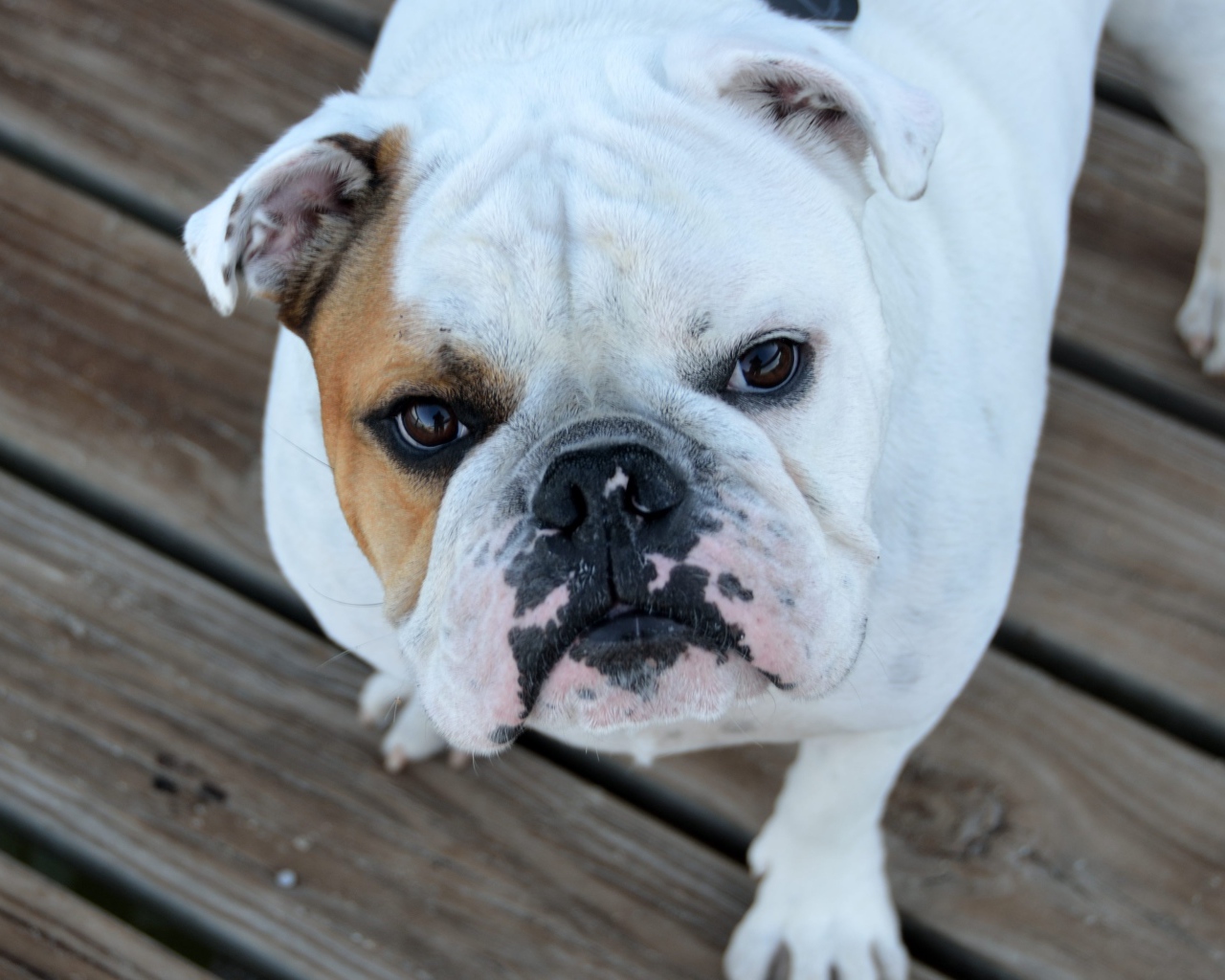 Серьезный бульдог смотрит на хозяина