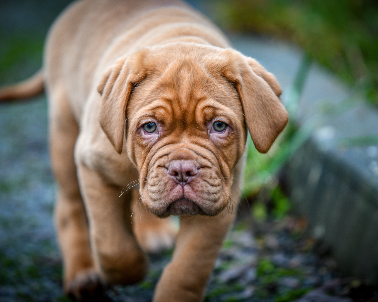 Маленький коричневый щенок бордоского дога 
