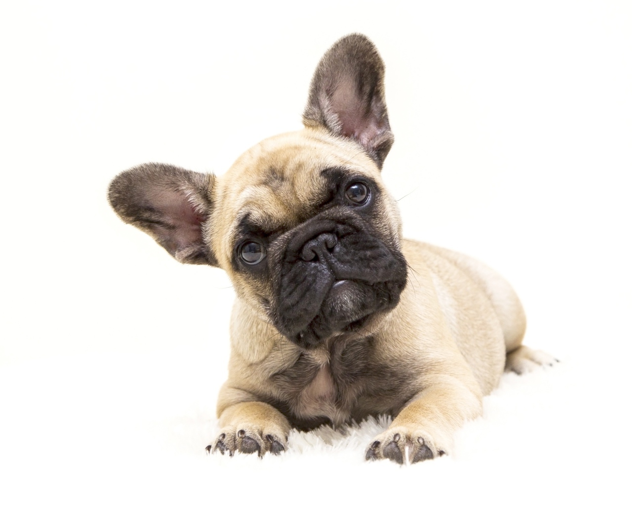 Маленький щенок французского бульдога на белом фоне