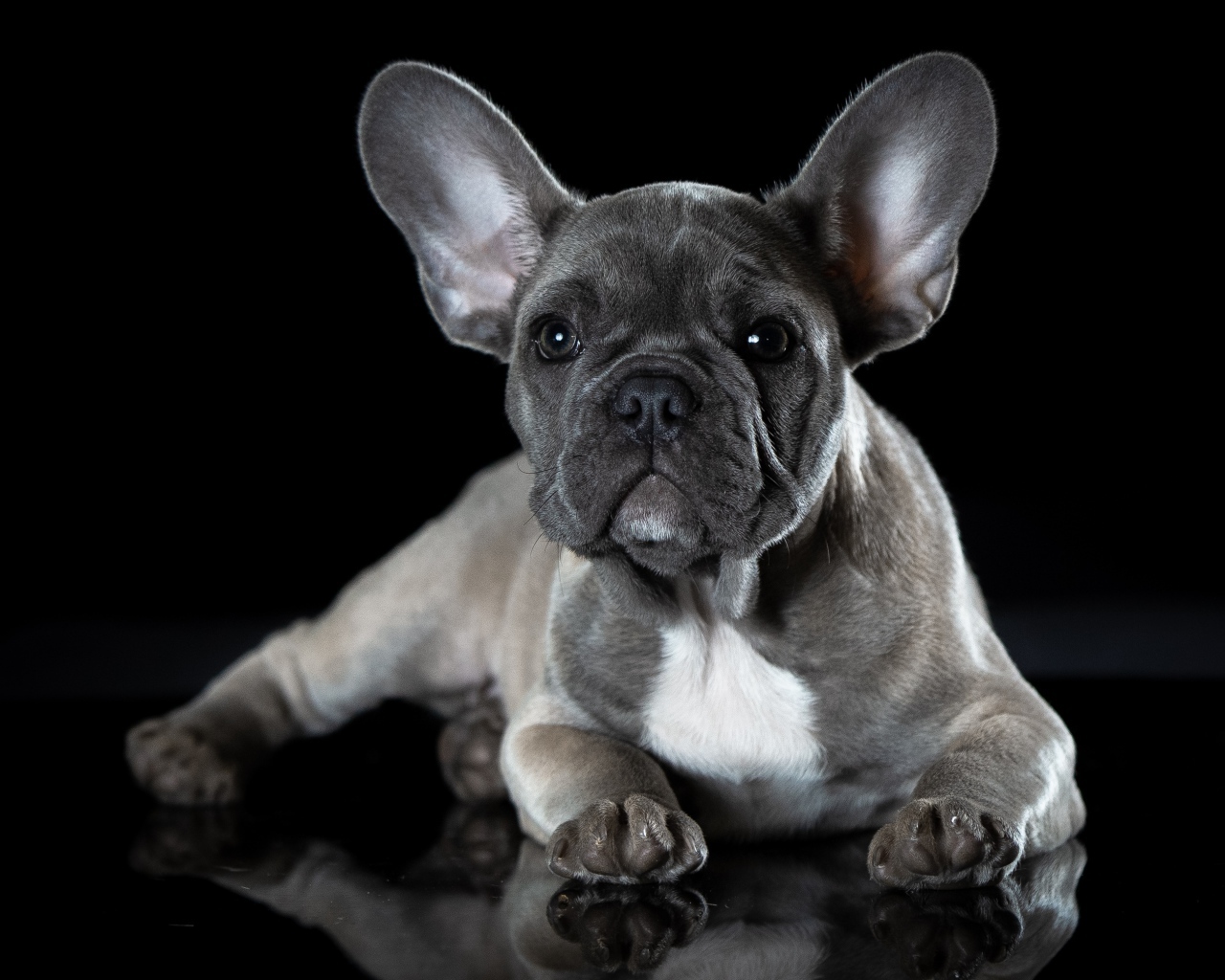 Маленький щенок французского бульдога с большими ушами на черном фоне