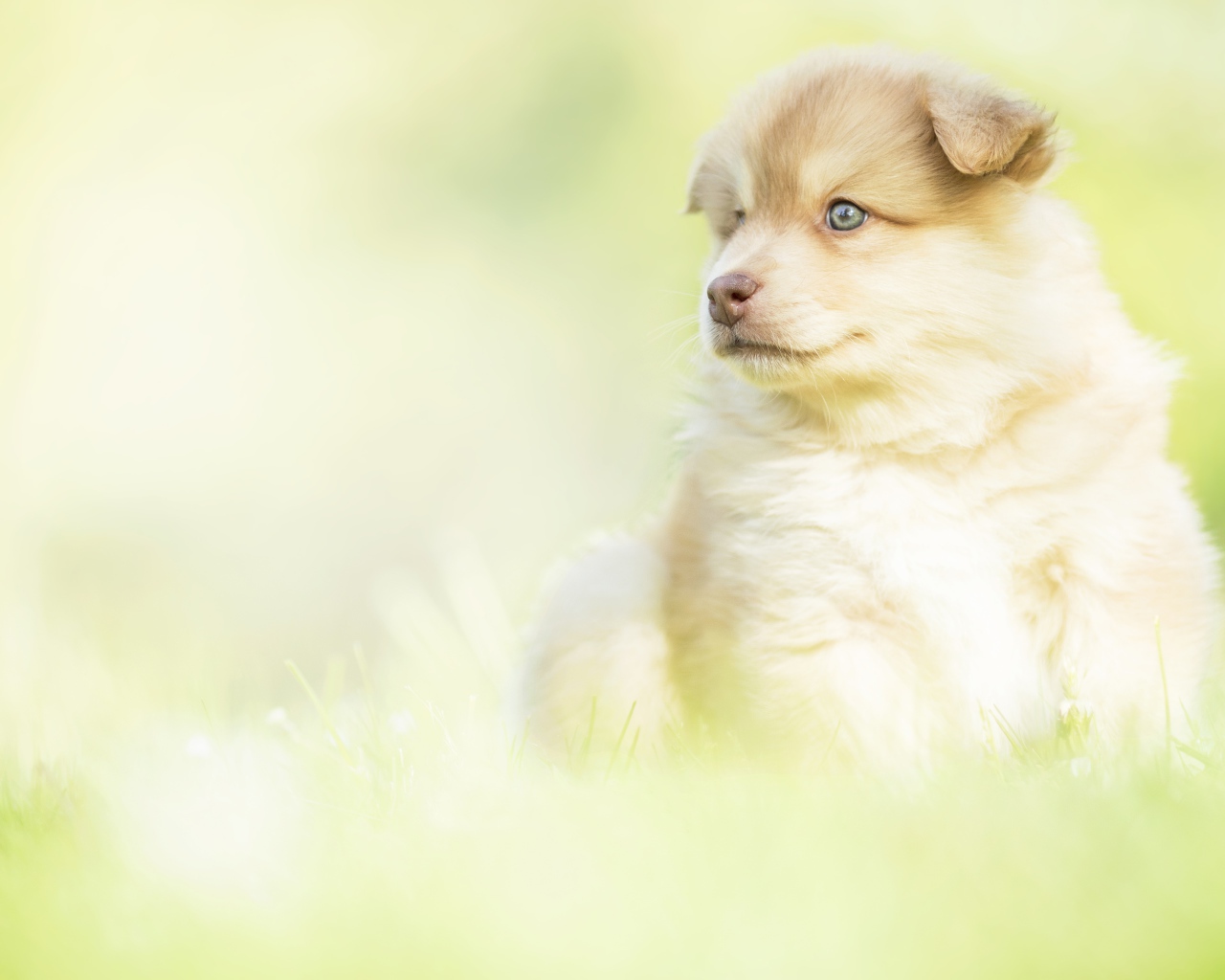 Маленький щенок с коричневым носом