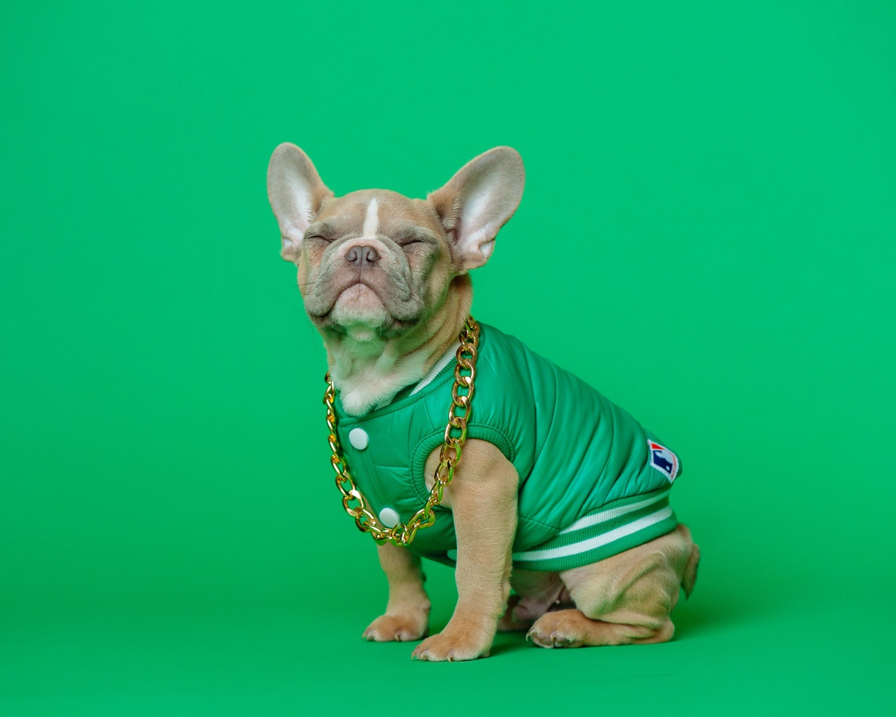 Улыбающийся французский бульдог на зеленом фоне