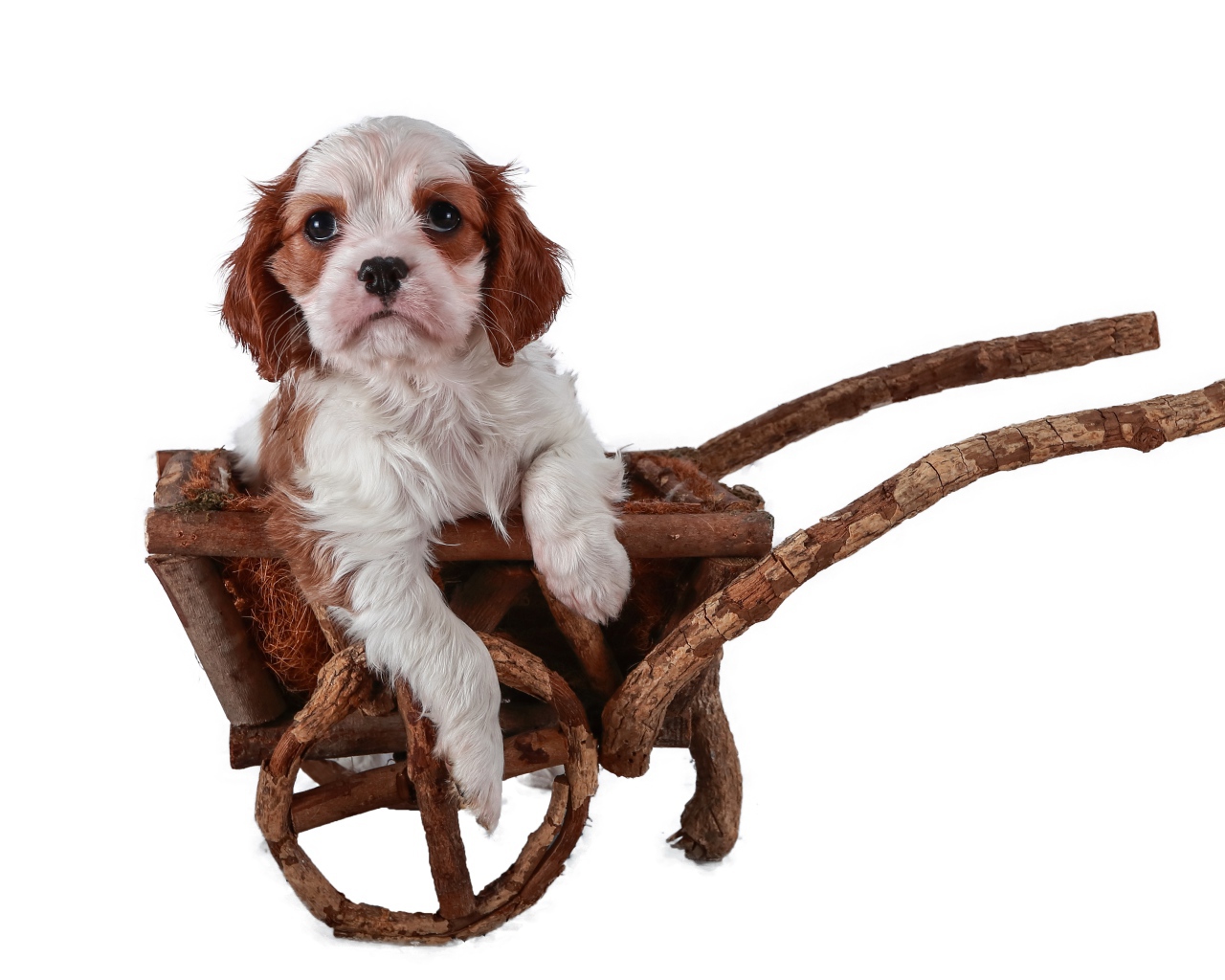 Щенок спаниеля в тележке на белом фоне 