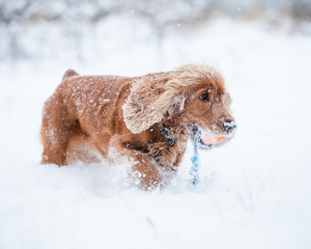 Спаниель идет по холодному снегу