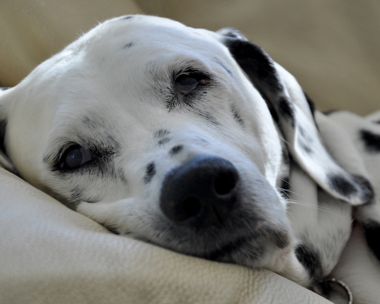 Пятнистый далматин спит на кровати 