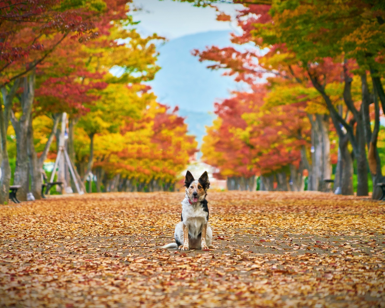 Собака сидит на опавшей листве в парке 