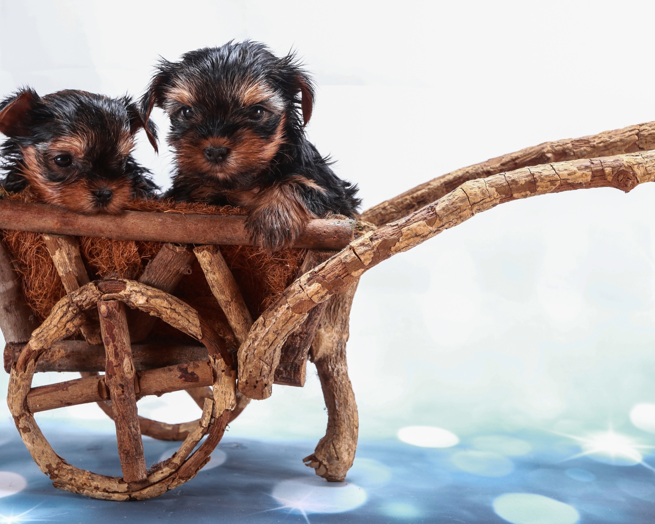 Два йоркширских терьера в деревянной телеге