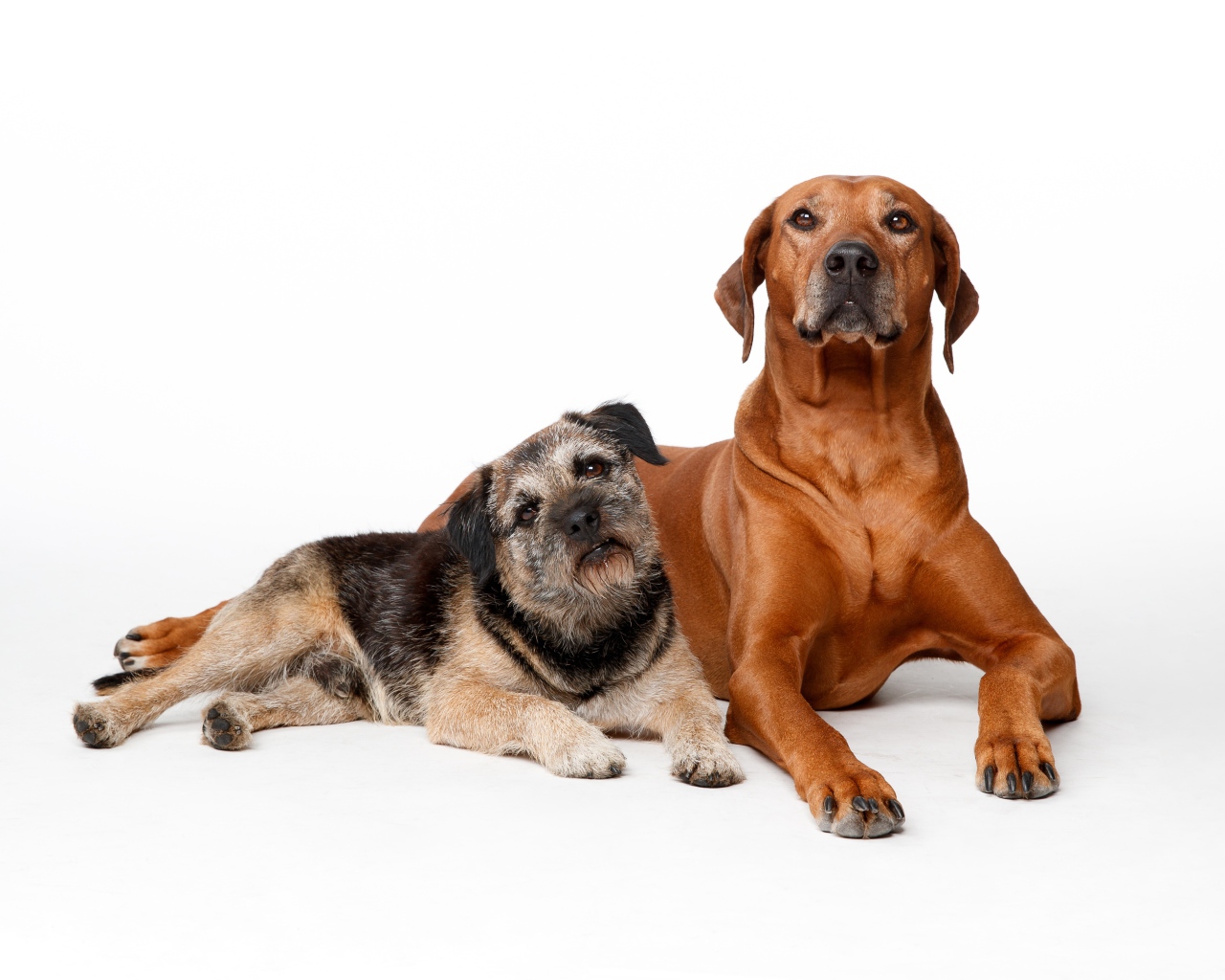 Две породистые собаки на белом фоне
