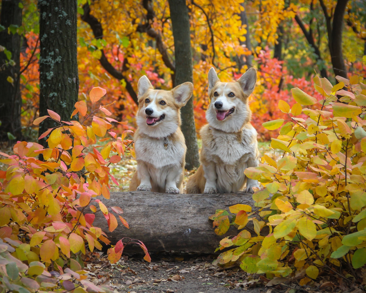 Две собаки вельш корги в осеннем парке 