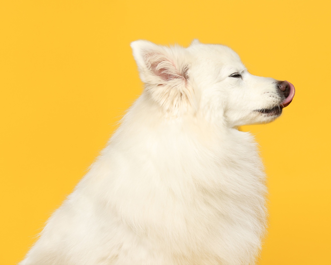 Белый шпиц с высунутым языком на желтом фоне