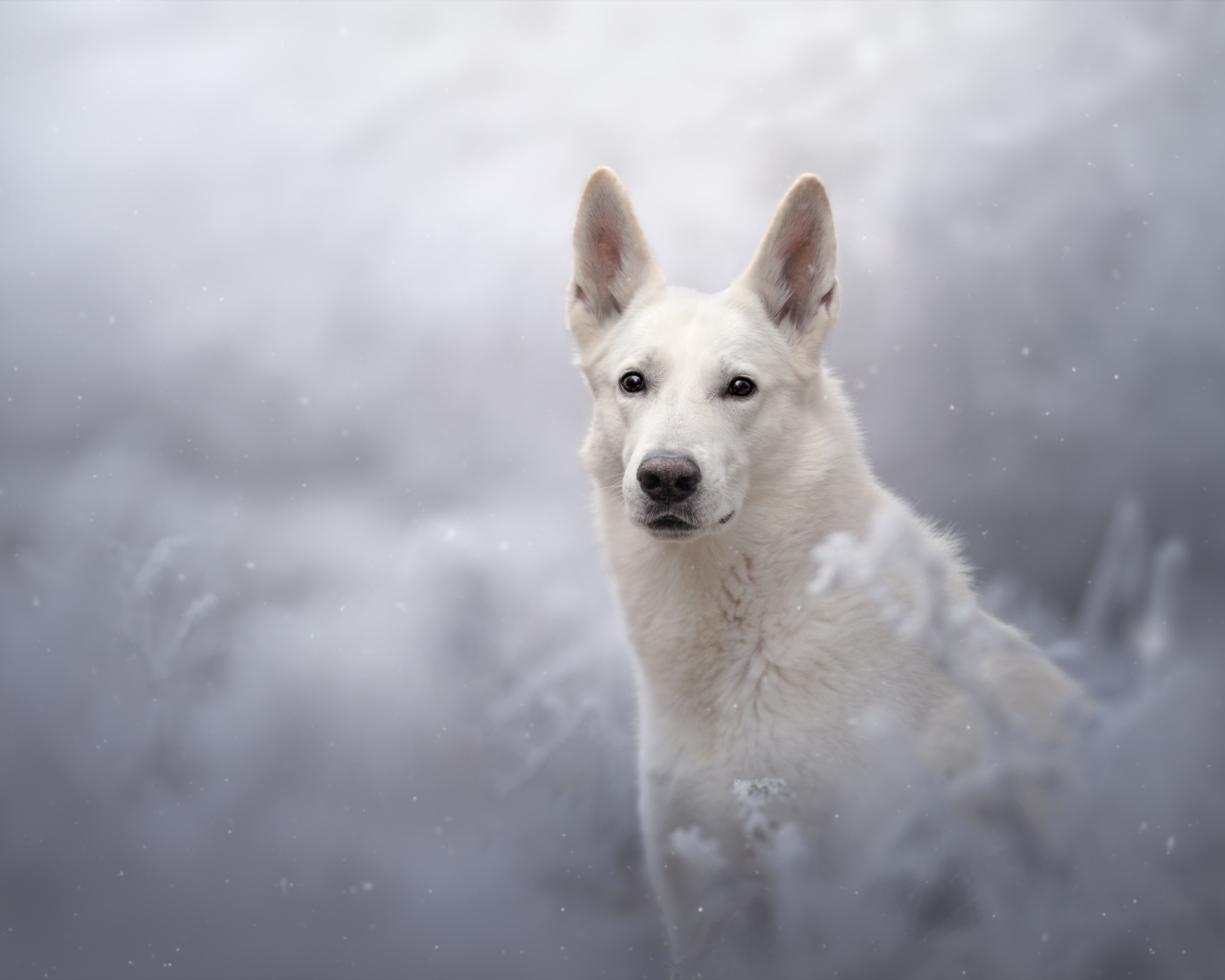 Белая Швейцарская Овчарка смотрит вдаль 