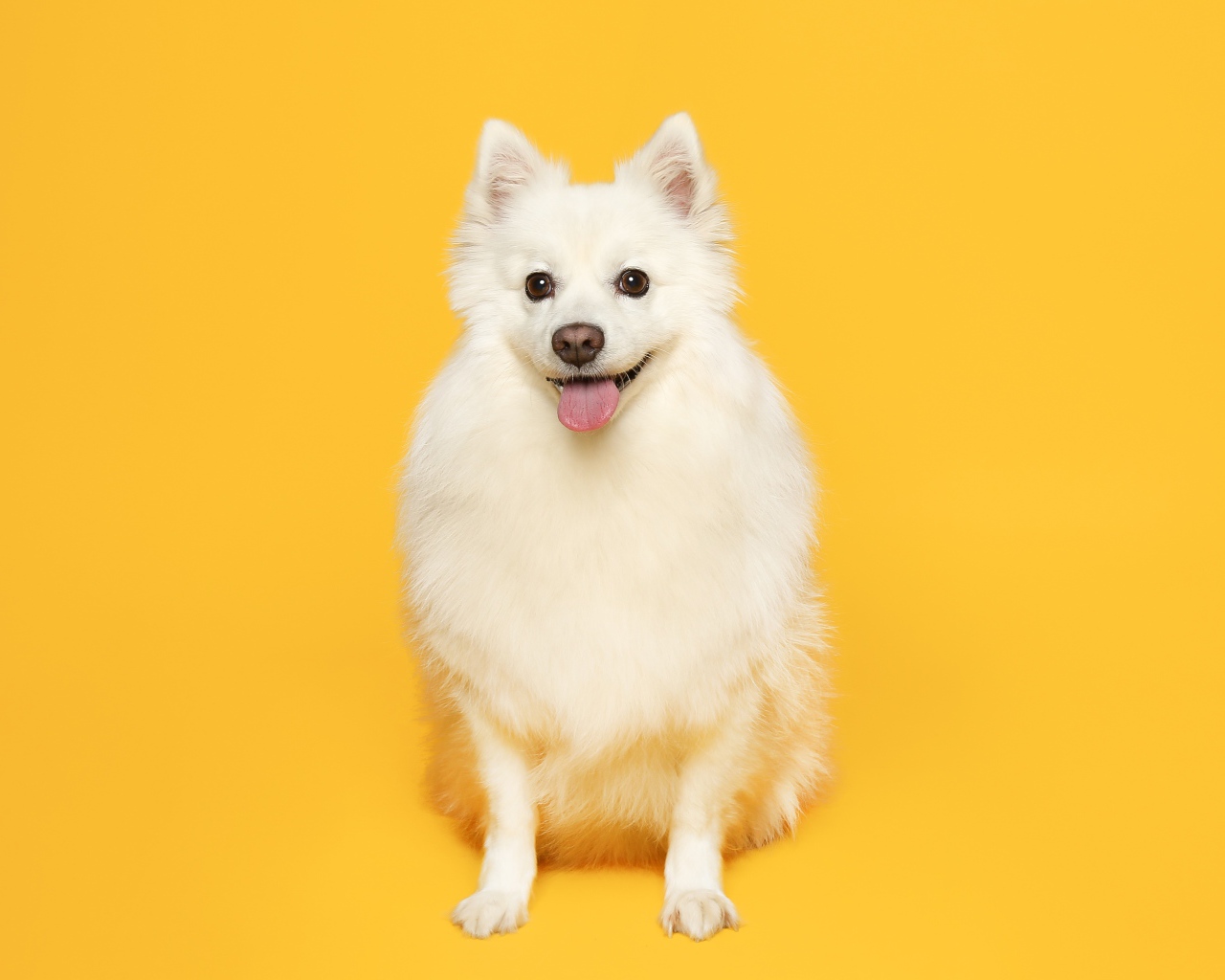 Белый пушистый шпиц на желтом фоне 