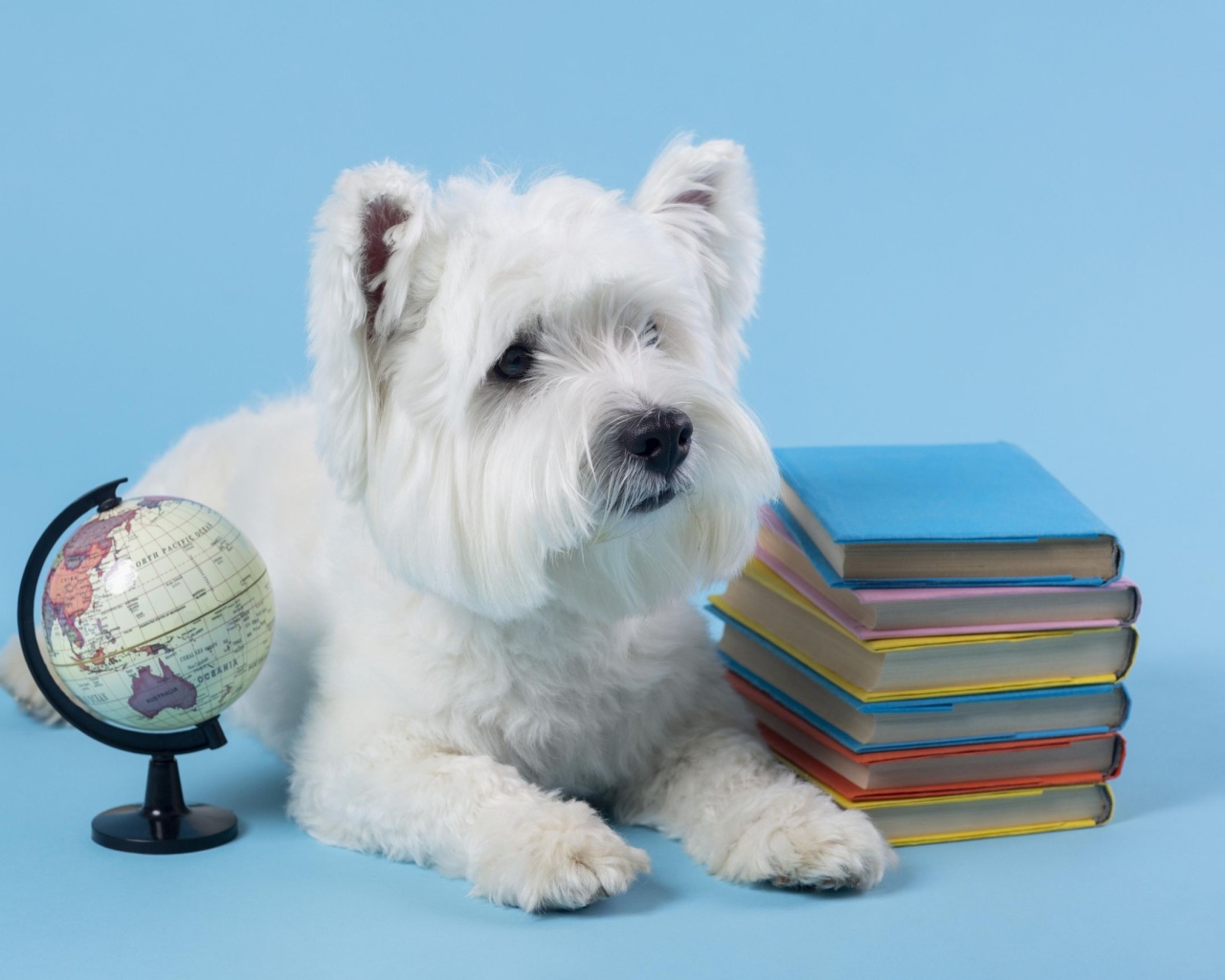 Белый породистый пес с книгами на сером фоне 