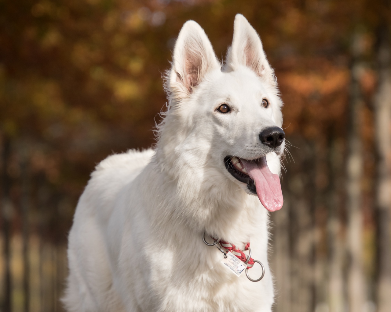 Белая овчарка с высунутым языком 