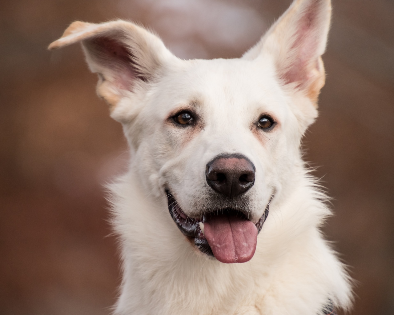 Белая овчарка с высунутым языком крупным планом