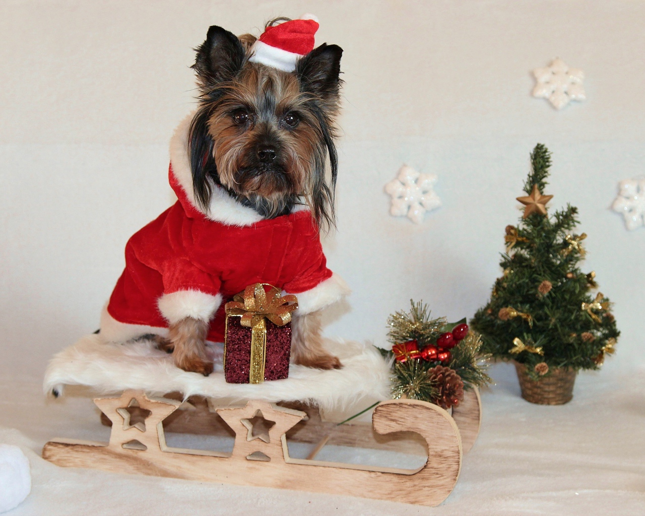 Йоркширский терьер на санках у новогодней елки 