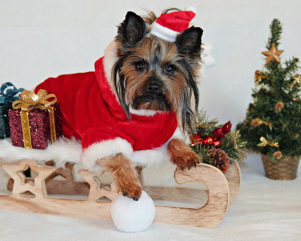 Йоркширский терьер  с подарками в новогоднем костюме 