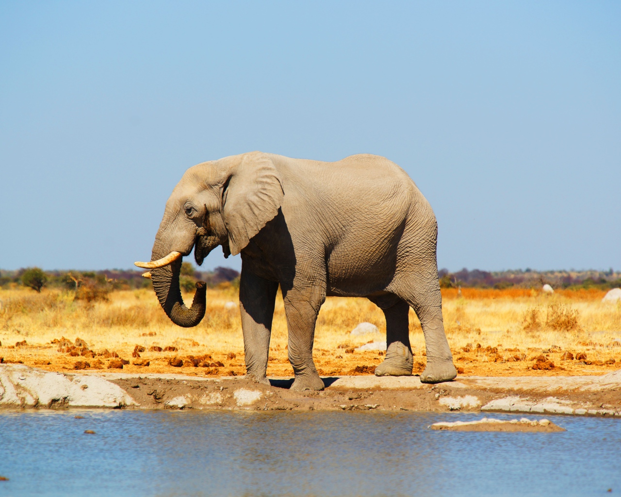 Большой африканский слон у воды