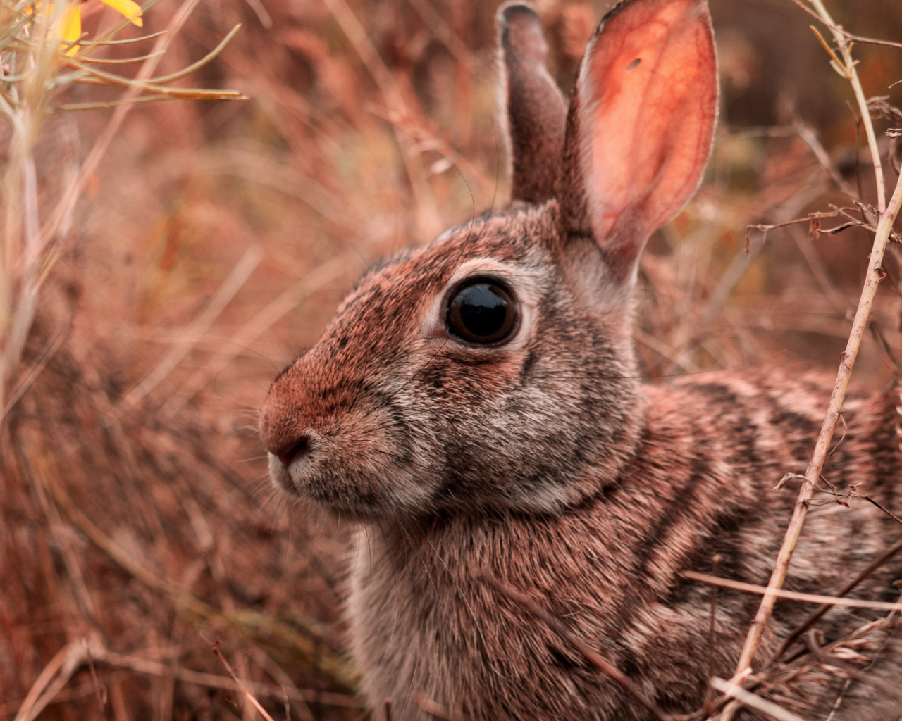 Большой серый заяц сидит в траве 