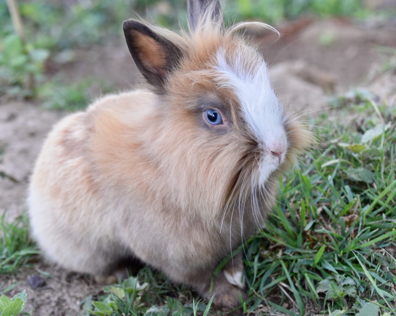 Голубоглазый кролик в зеленой траве