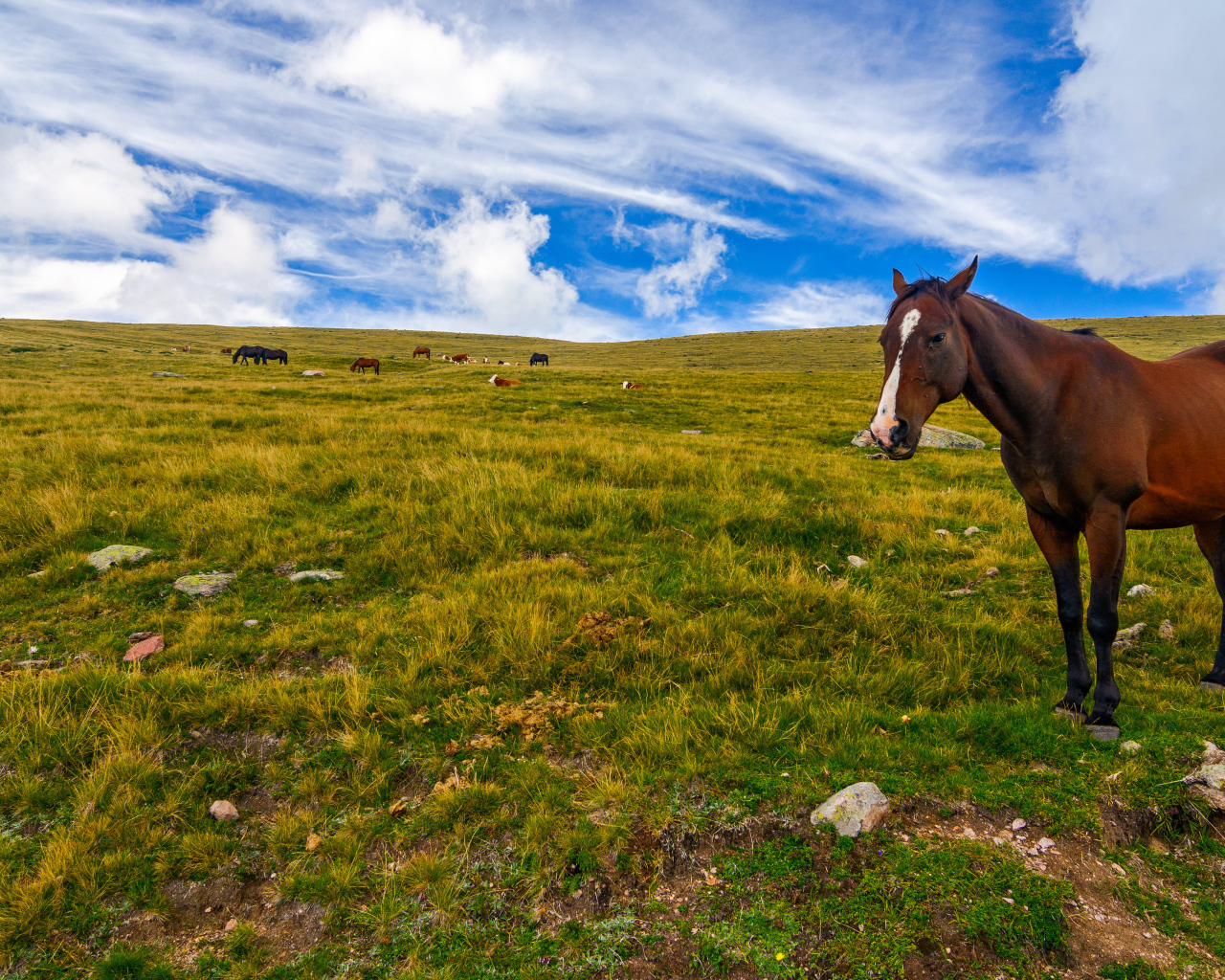 Лошадь пасется на поле под красивым небом