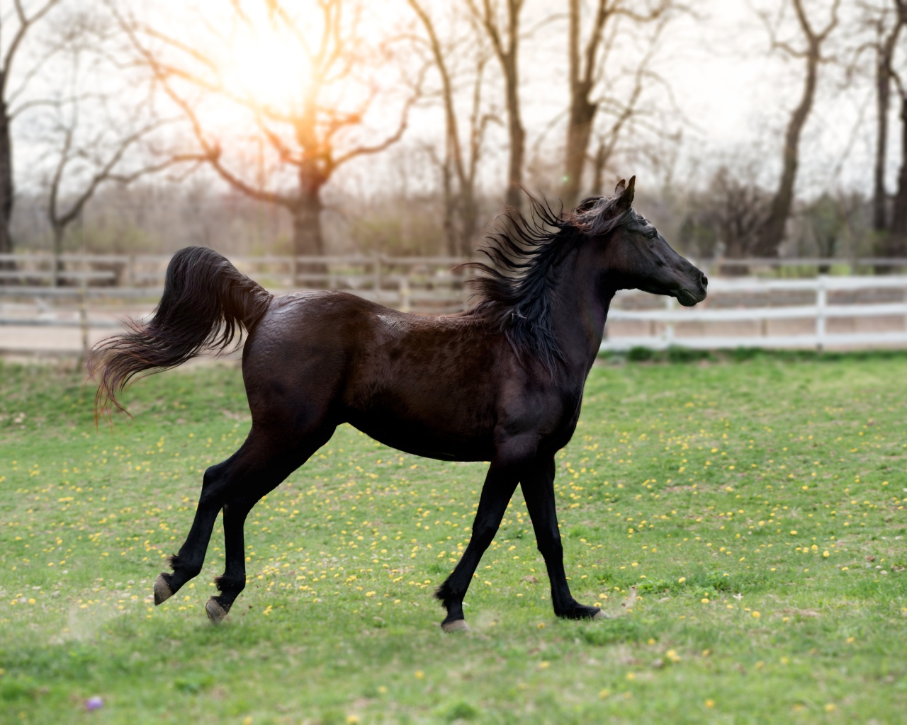 Красивый черный конь на зеленой траве 