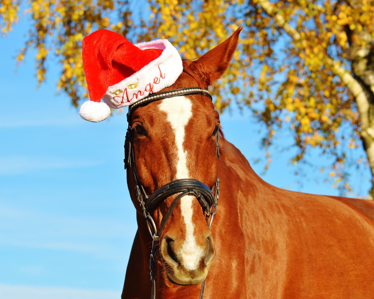 Big brown horse in a red hat