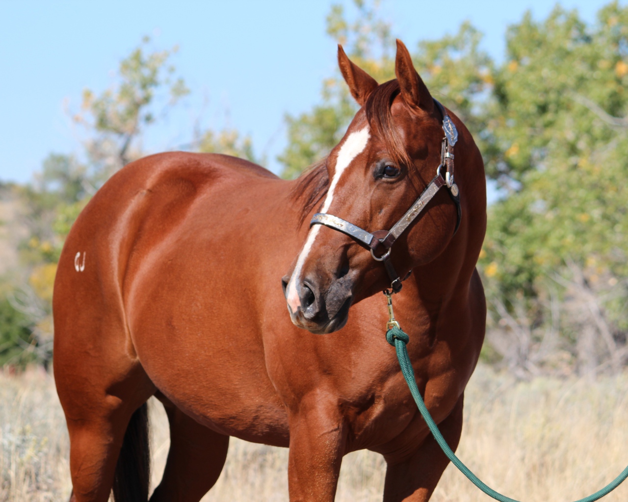 Большой коричневый конь на привязи