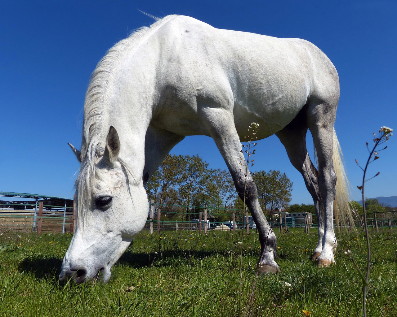 Большой белый конь пасется на зеленом лугу 