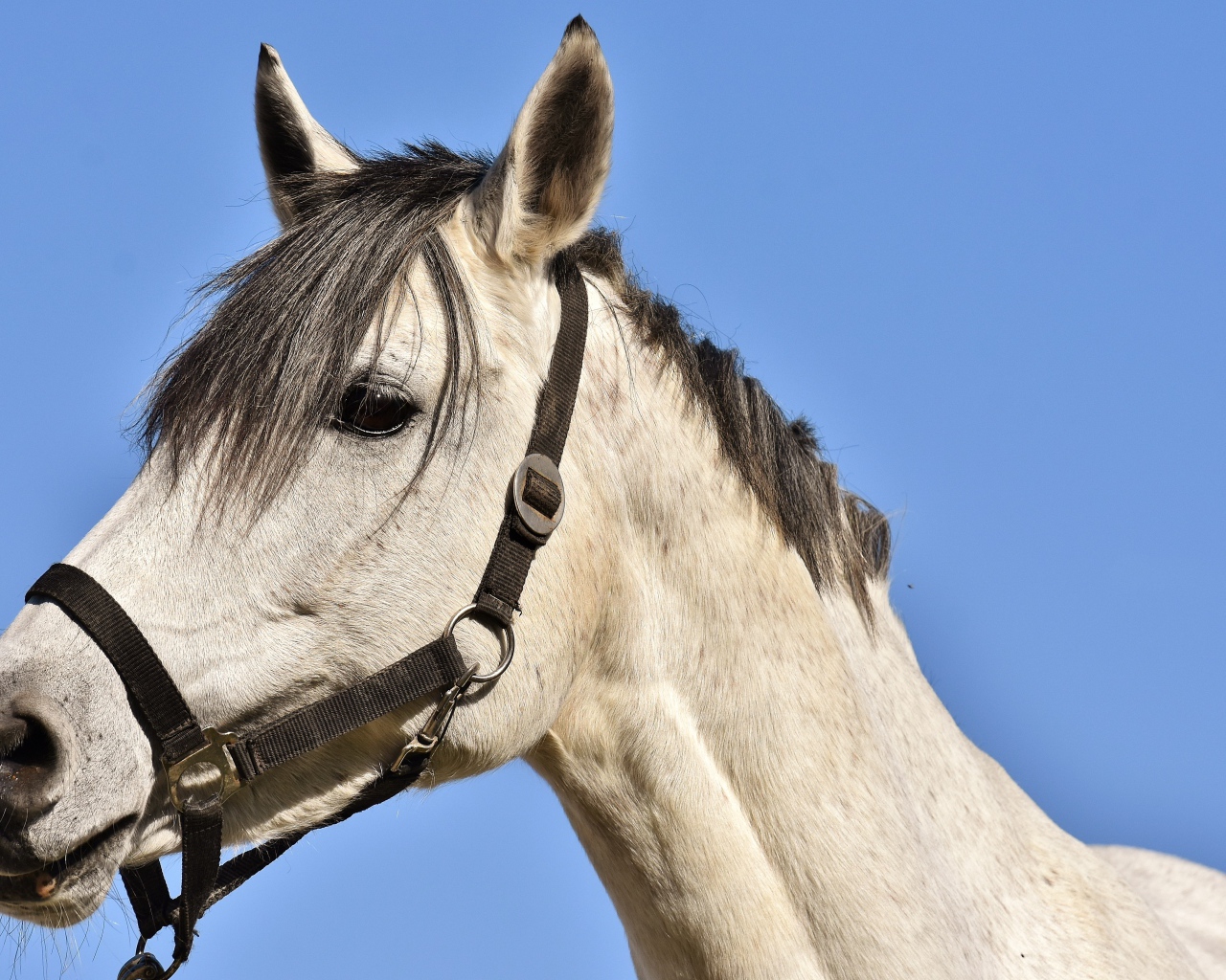 Большой белый конь на фоне голубого неба 