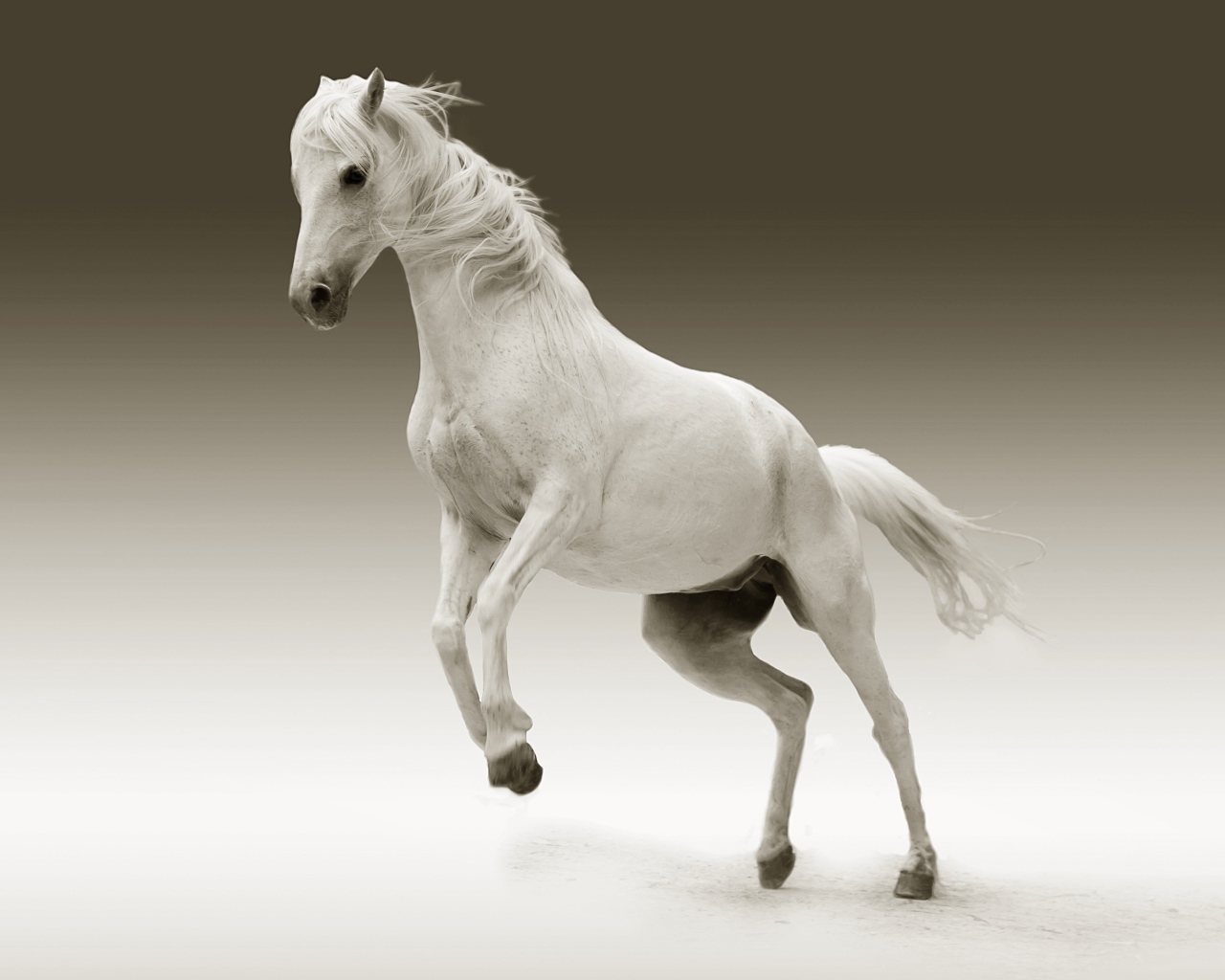 Большой белый конь на сером фоне