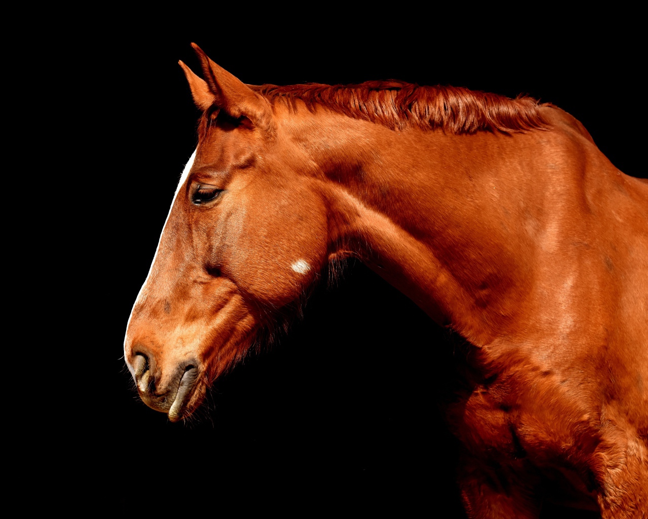 Коричневый конь крупным планом на черном фоне