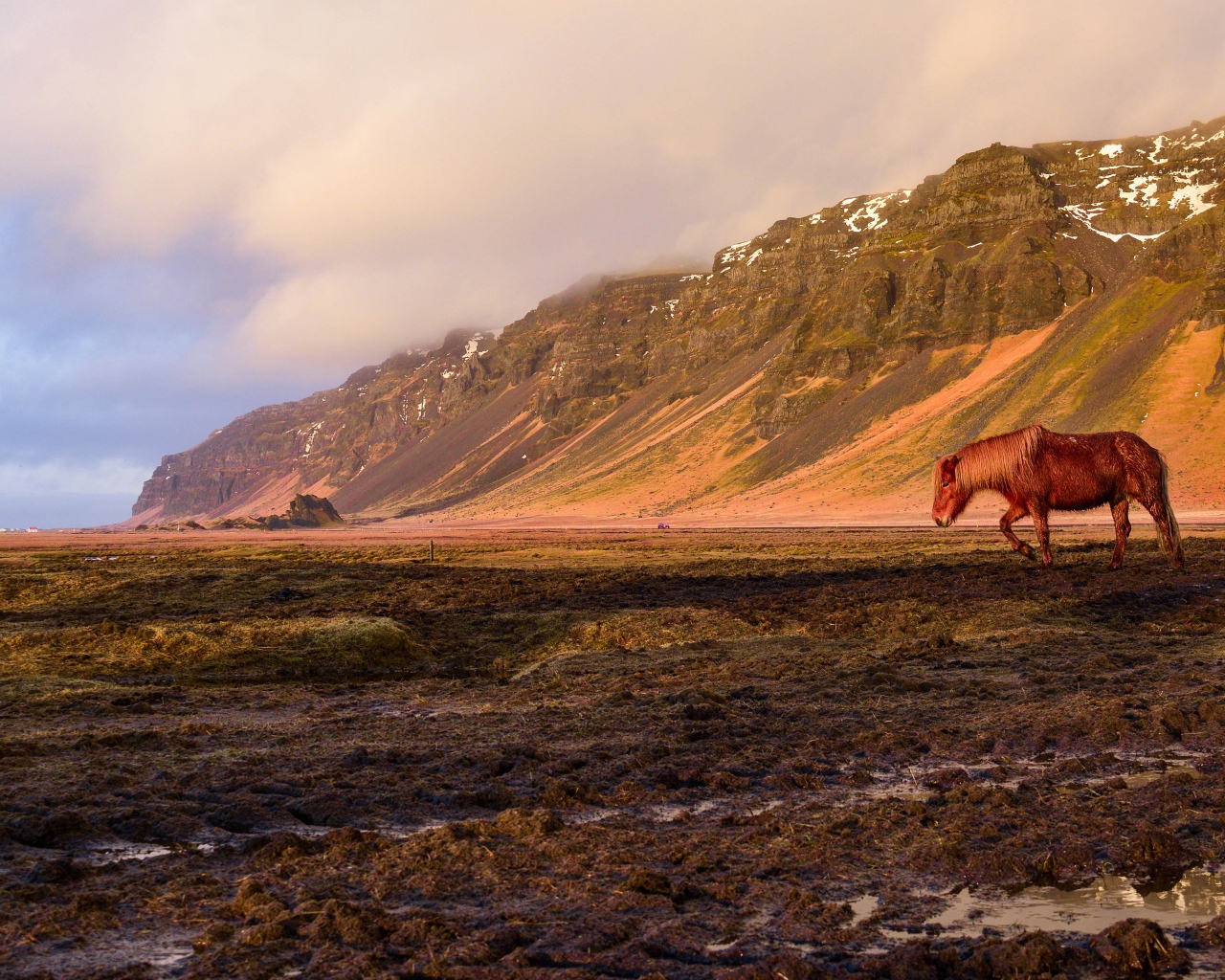 Коричневая лошадь пасется на фоне горы