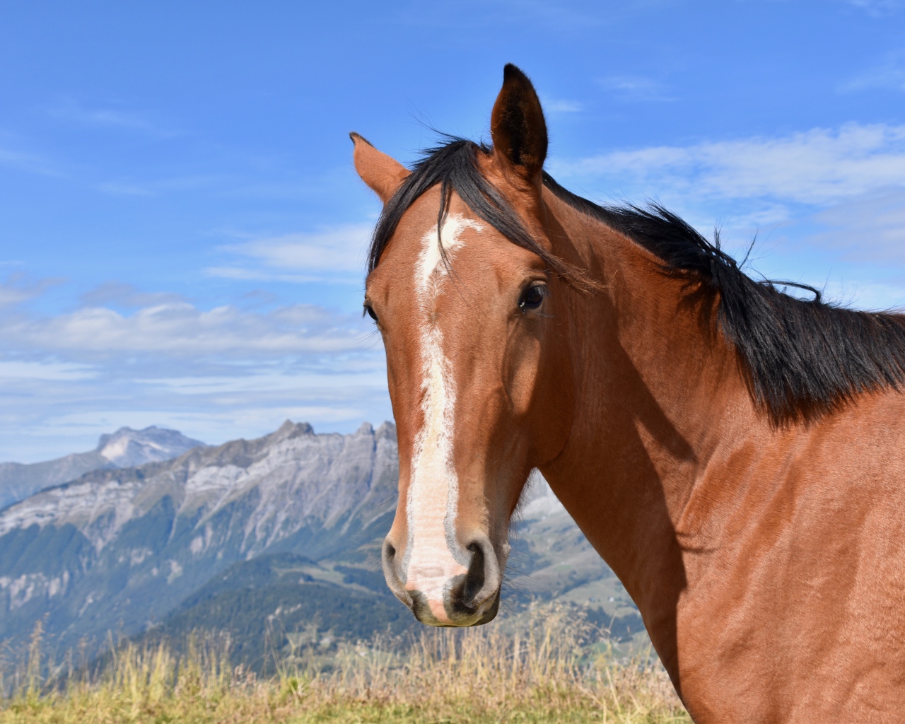 Коричневая лошадь на фоне голубого неба