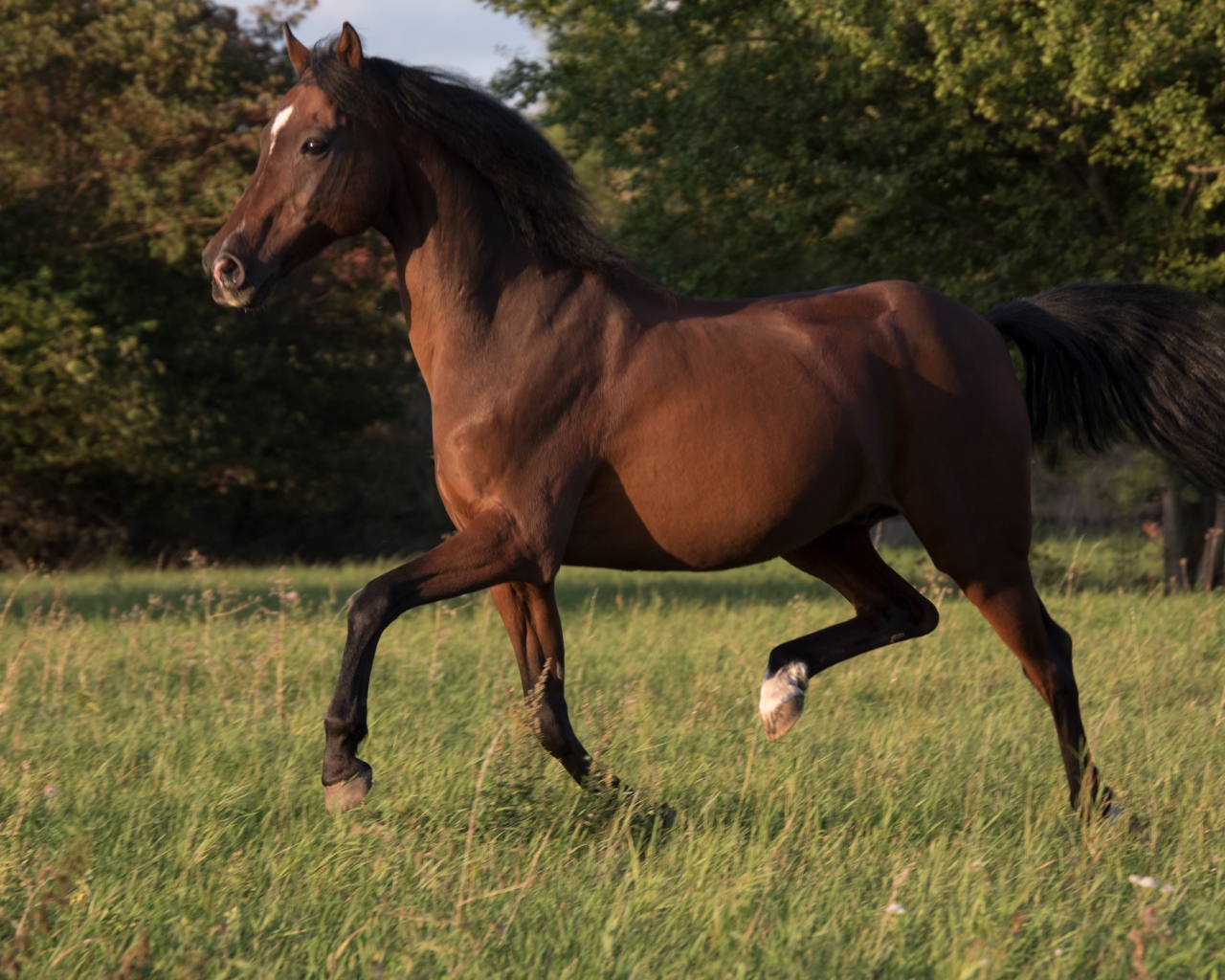 Грациозная коричневая лошадь скачет по траве
