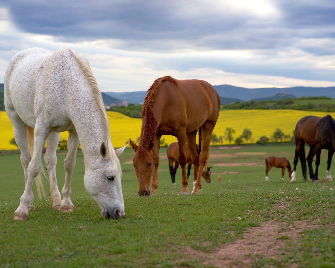Стадо лошадей пасется на поле 