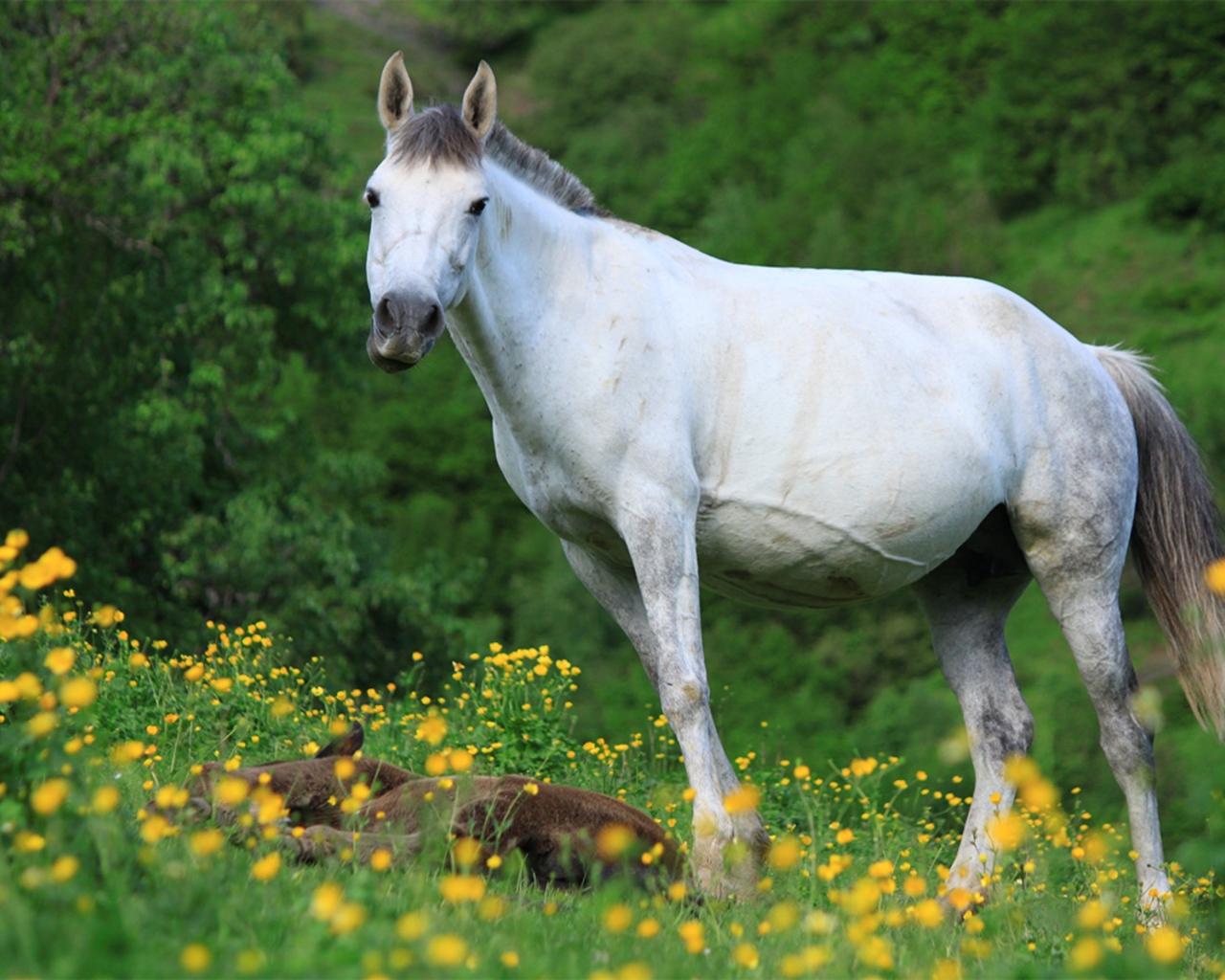 Большая белая лошадь с жеребенком на поляне