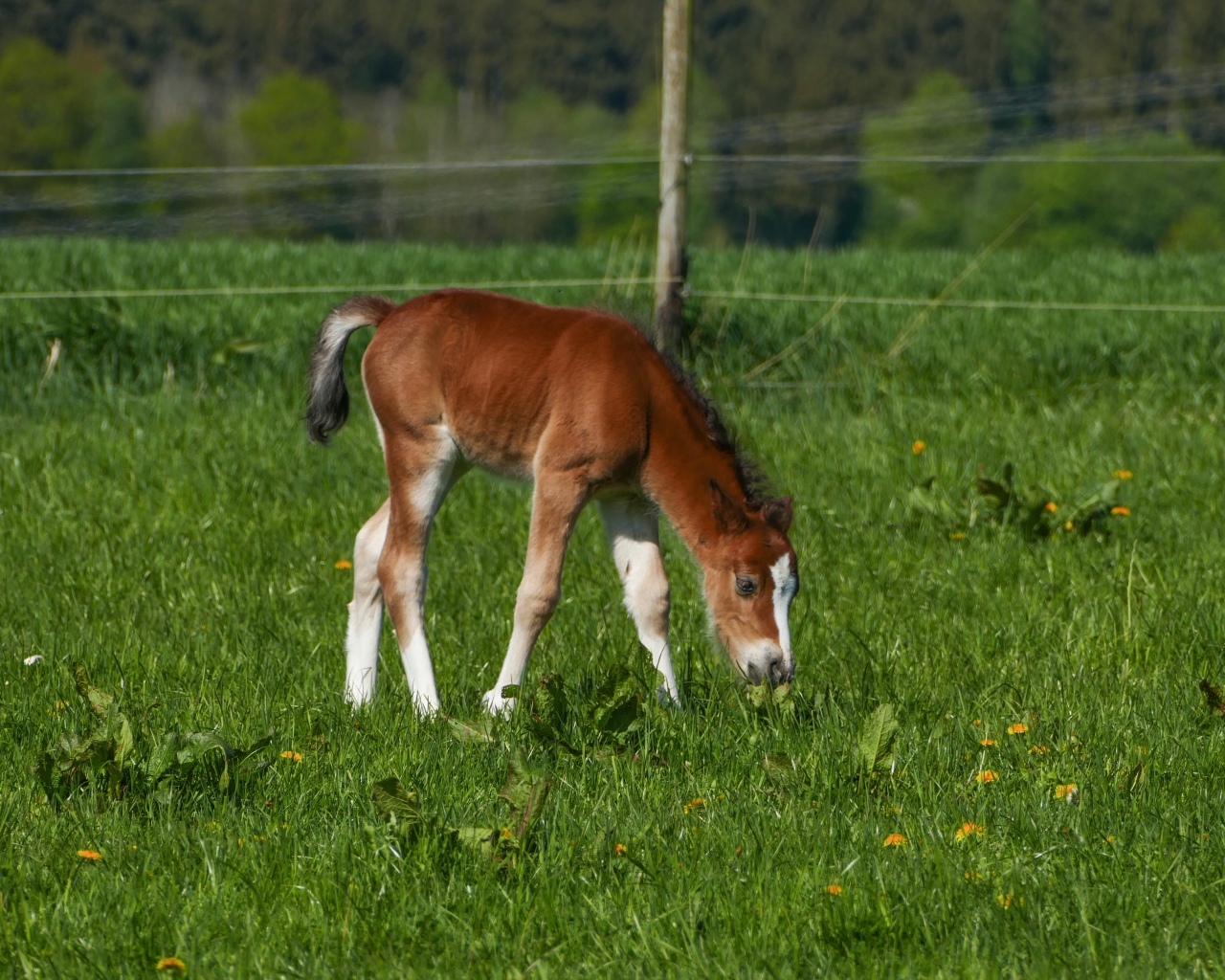 Маленький жеребенок пасется на зеленой траве 