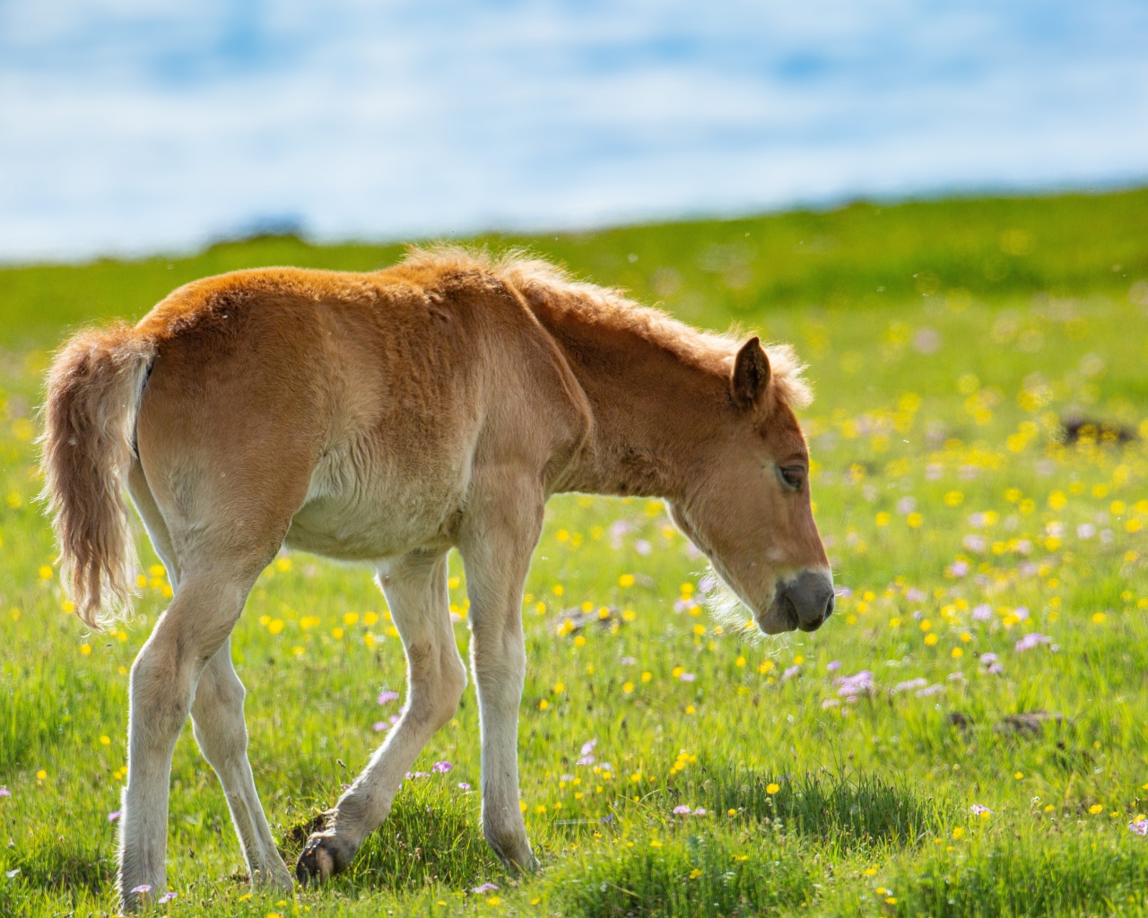 Маленький жеребенок идет по зеленой траве 