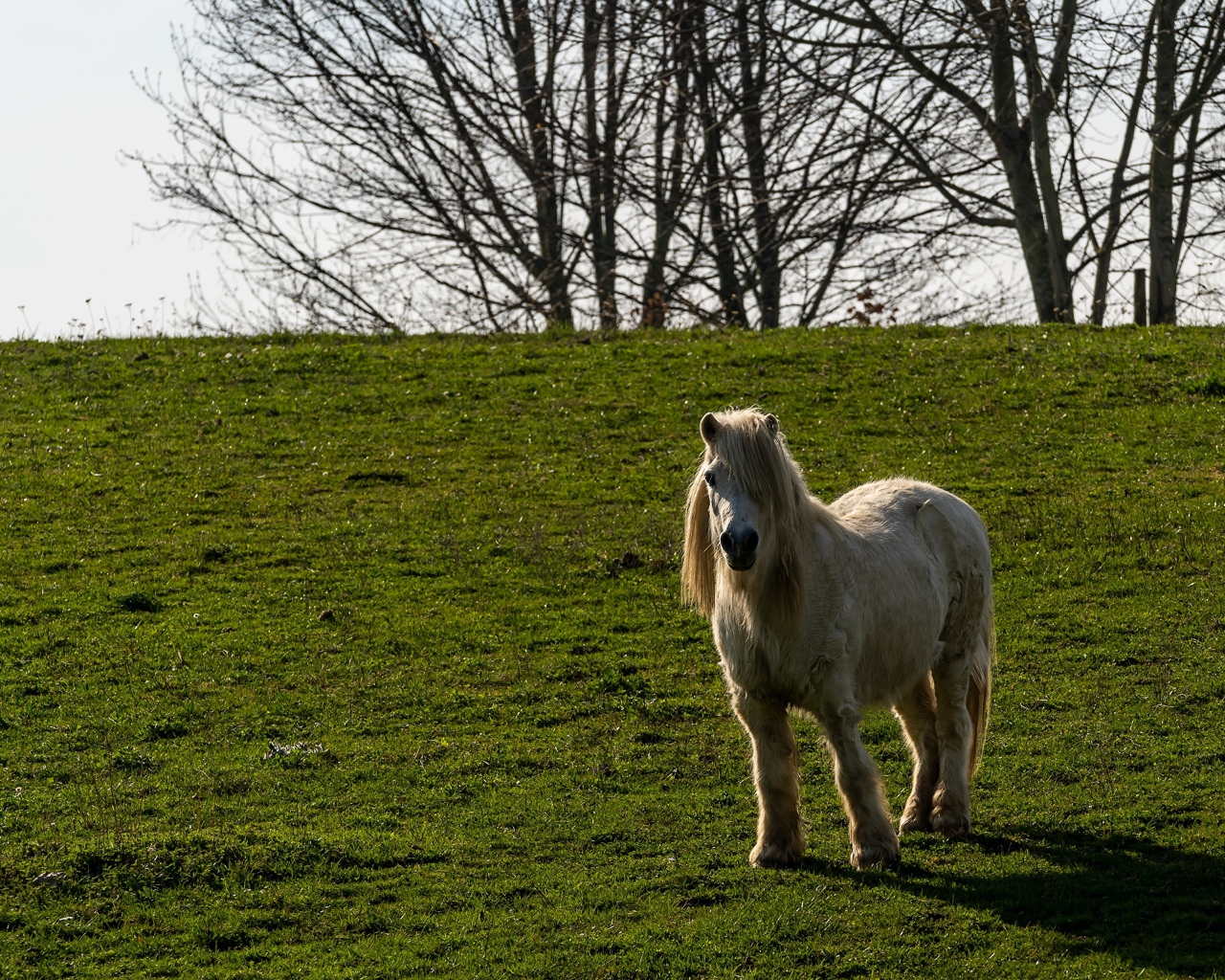 Пони стоит на зеленой траве