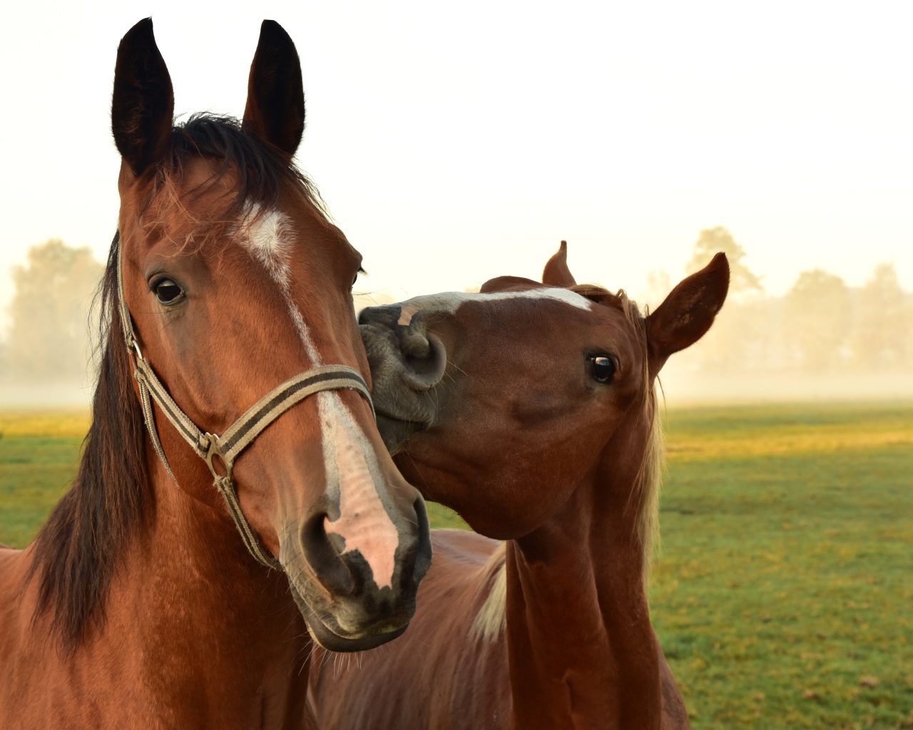 Две красивых коричневых лошади на зеленой поляне