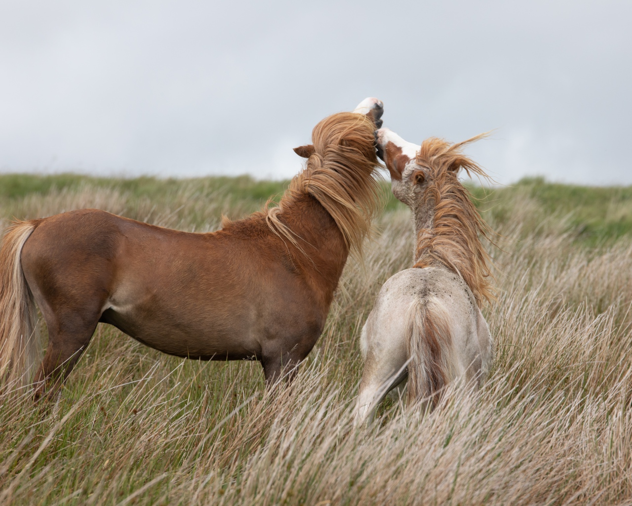 Two horses graze on the grass