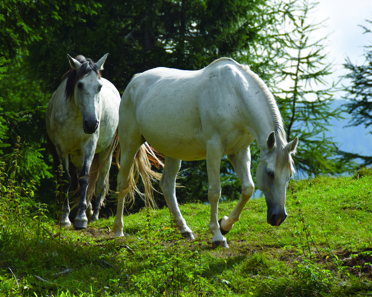 Две белые лошади на зеленой траве