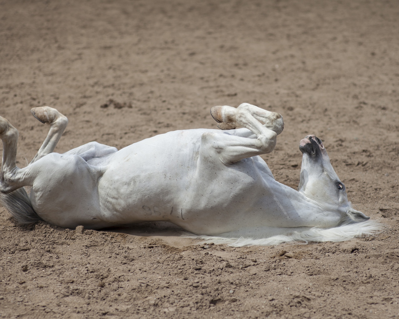 Белый конь лежит песке 