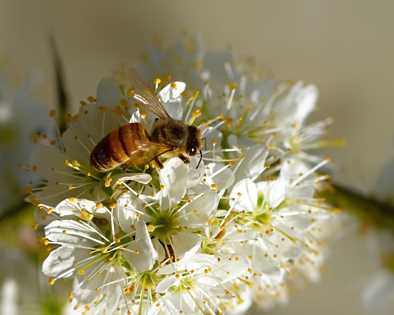 Пчела сидит на цветущей ветке вишни весной