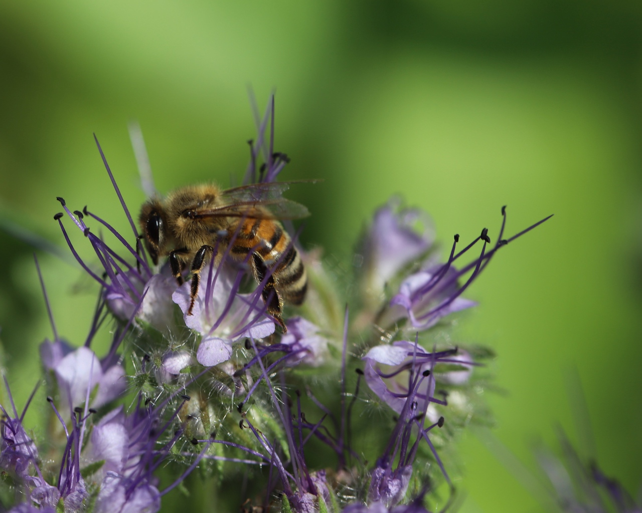 Пчела сидит на фиолетовом цветке на зеленом фоне