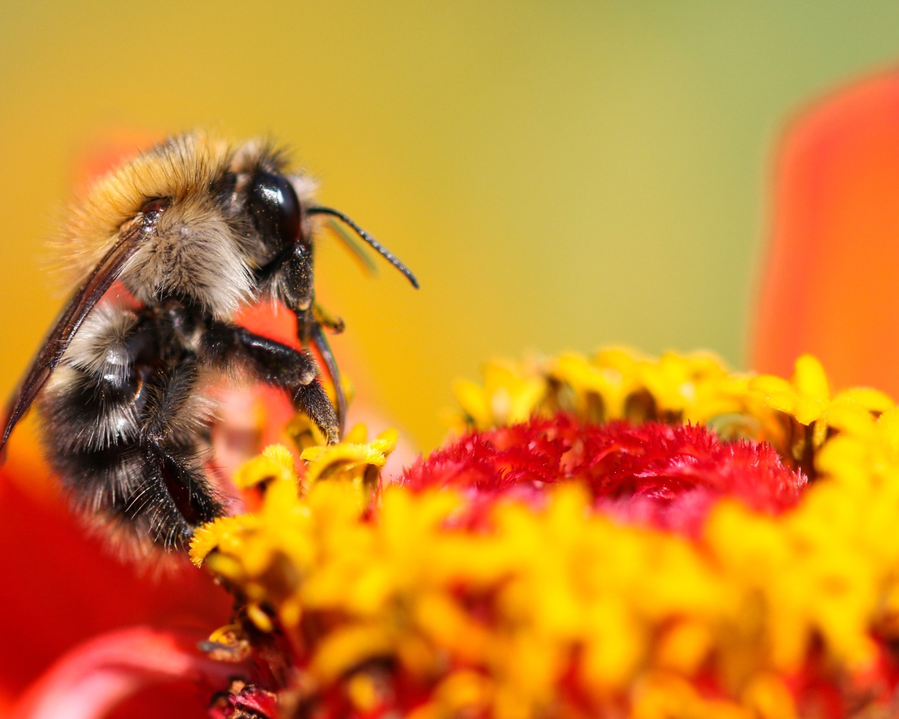 Пчела сидит на цветке циннии 