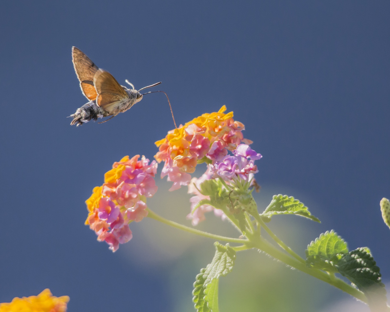 Насекомое бражник летает над цветком на голубом фоне 