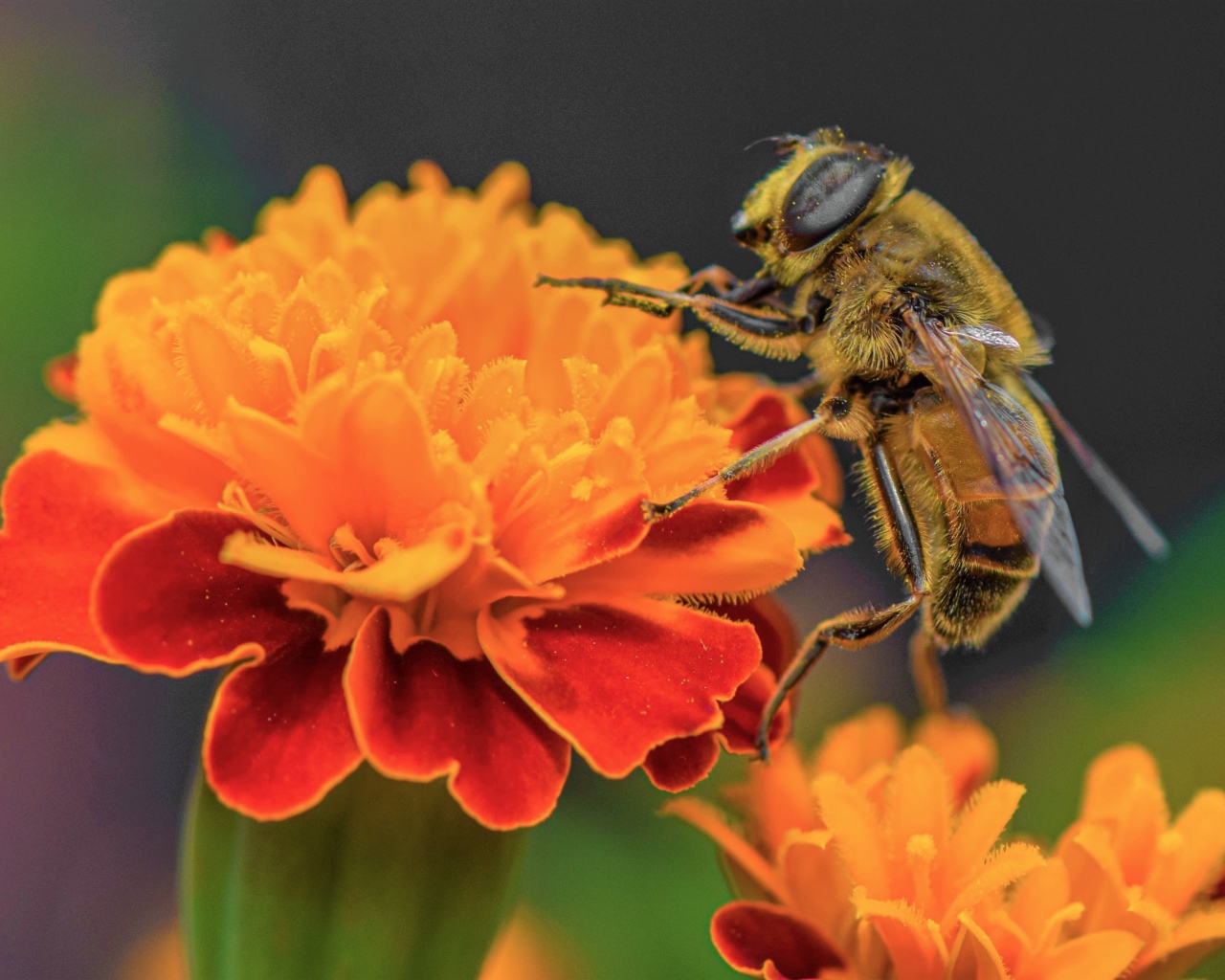 Большая пчела сидит на цветке бархатца 