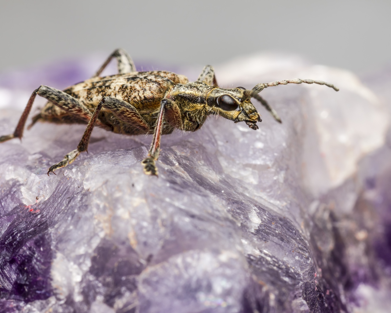 Большой черный-пятнистый усач сидит на кристалле 